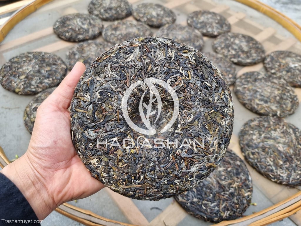 Trà Phổ Nhĩ Hà Giang - Ảnh 6
