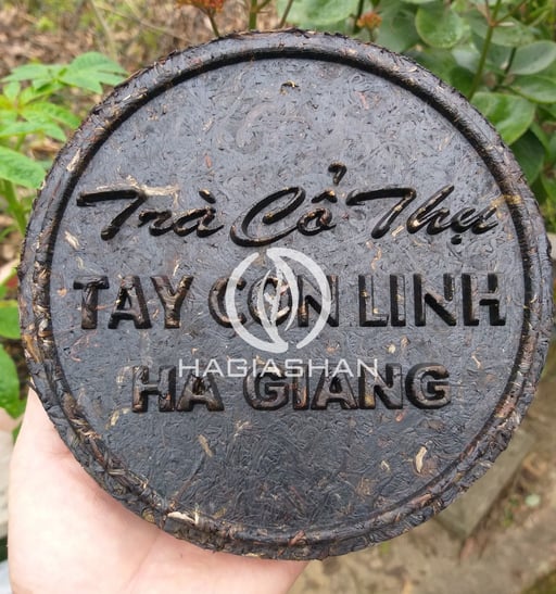 Trà Phổ Nhĩ Hà Giang