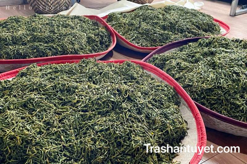 Công đoạn vò trà, lên men chậm giúp trà ô xy hóa 100%