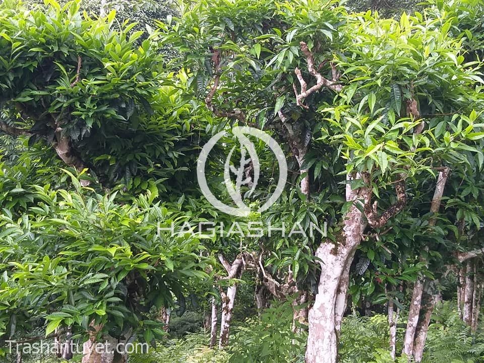 Cây trà shan tuyết cổ thụ