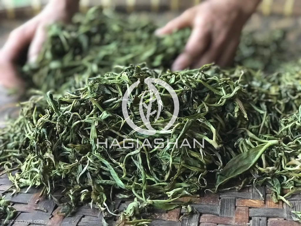 Sao và vò làm cho quá trình oxy hoá của trà diễn ra nhanh hơn