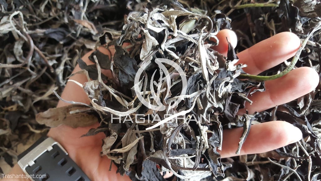 Bạch trà mẫu đơn - Hình ảnh 2
