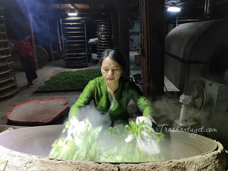 chế biến lục trà