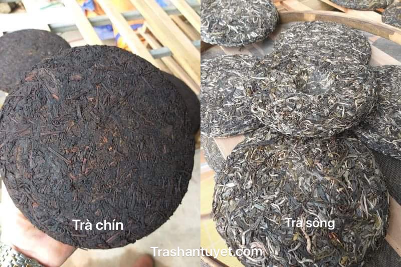 Nên uống trà Phổ Nhĩ sống hay trà phổ nhĩ chín