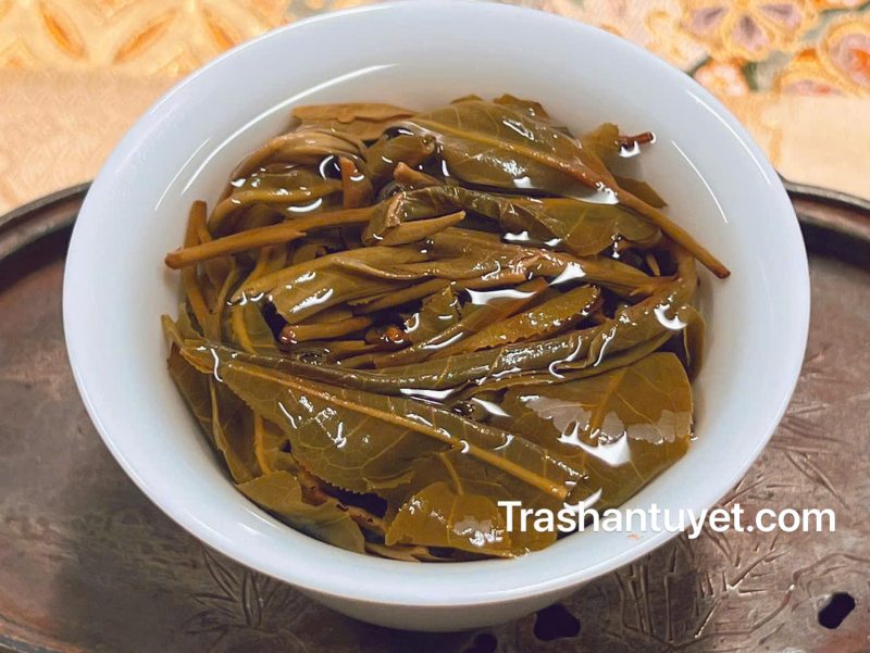 Phân biệt trà shan tuyết cổ thụ xịn và trà non