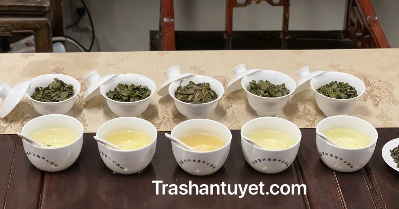 Phân biệt trà shan tuyết cổ thụ xịn và trà non