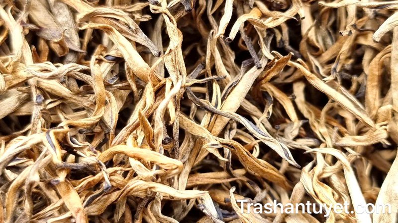 Phẩm bạch hồng trà búp cao cấp màu vàng đồng ánh sáng.
