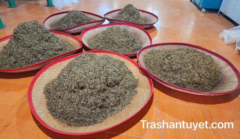 Những mẹt bạch hồng trà vừa mới chế biến xong, thơm nức
