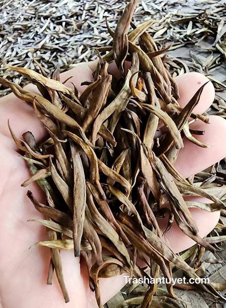 Quá trình ô xy hoá chậm 100% giúp hương vị của trà đặc biệt hơn