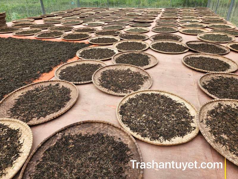 Công đoạn hong khô trà bằng nắng gió tự nhiên