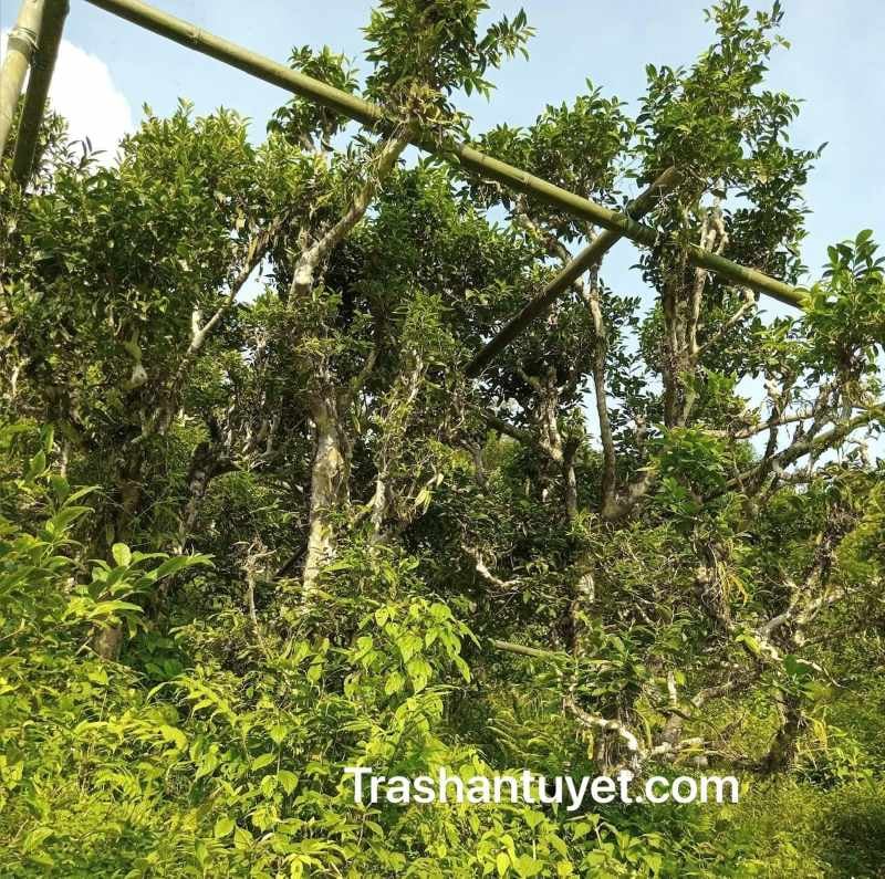 Bắc giáo để thu hái trà shan tuyết cổ thụ