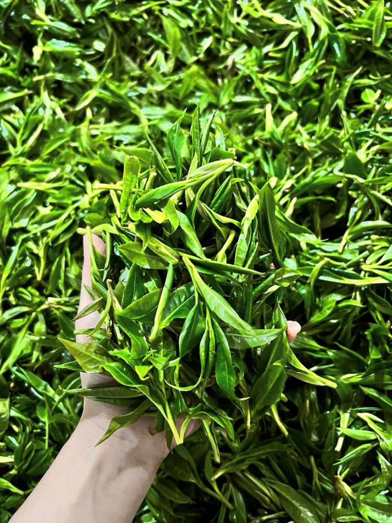 Những búp trà shan tuyết rừng mập mạp, đầy sức sống