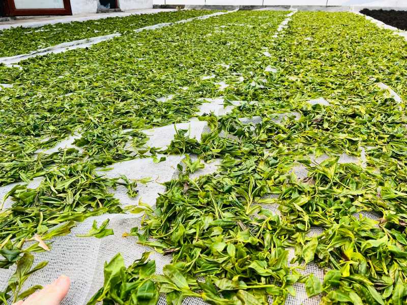 Trà thu hái vễ, dải mỏng ra lưới để làm giảm lượng nước trong trà tươi