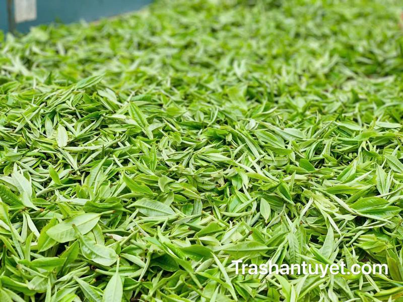 Những búp trà tươi được dải thành những lớp mỏng, nhằm làm giảm lượng nước trong trà