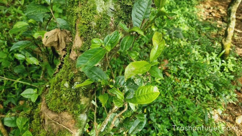 Cây trà cổ thụ có kích thước nhỏ bé, nhưng tuổi đời đều hàng trăm năm