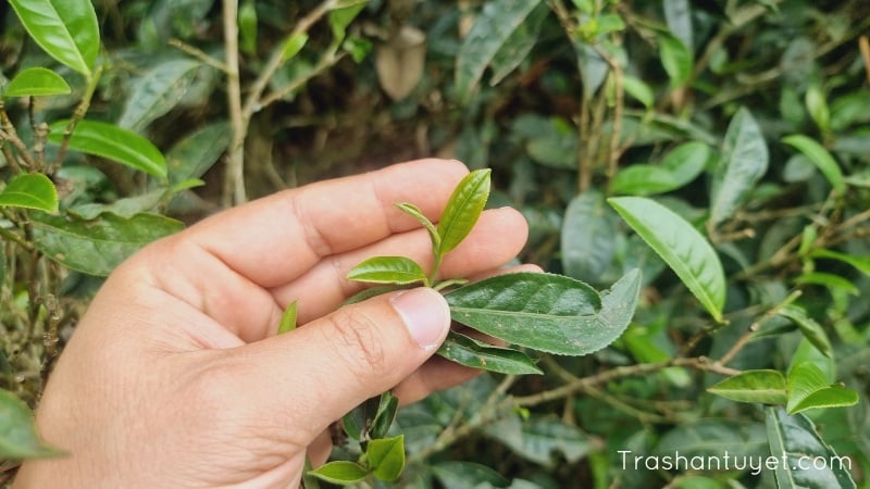 Trà Lũng Phìn là giống trà shan tuyết lá nhỏ, cánh mỏng hơn trà shan tuyết Tây Côn Lĩnh