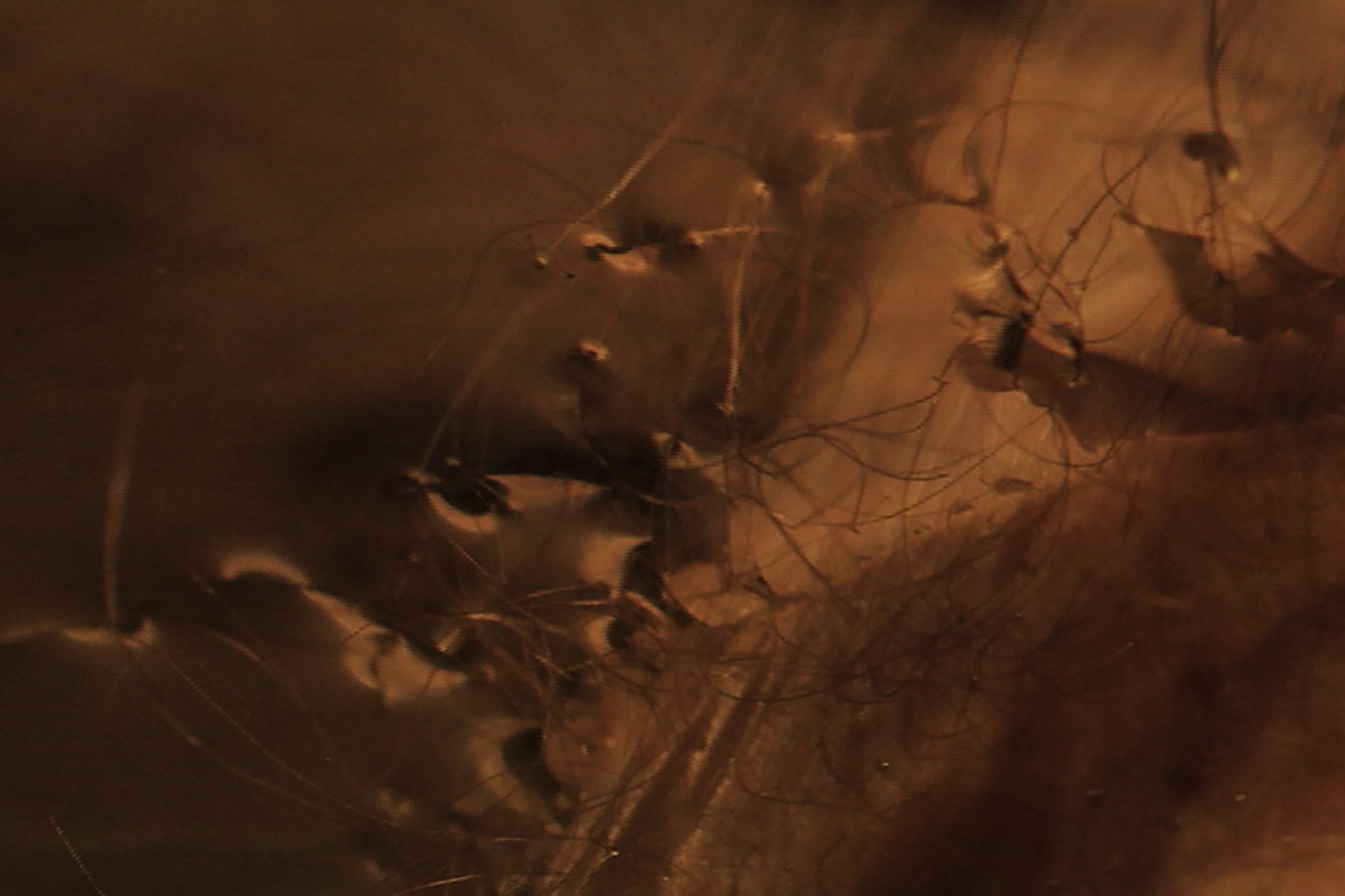 Grimanesa Amoros WHAT A PIECE OF WORK