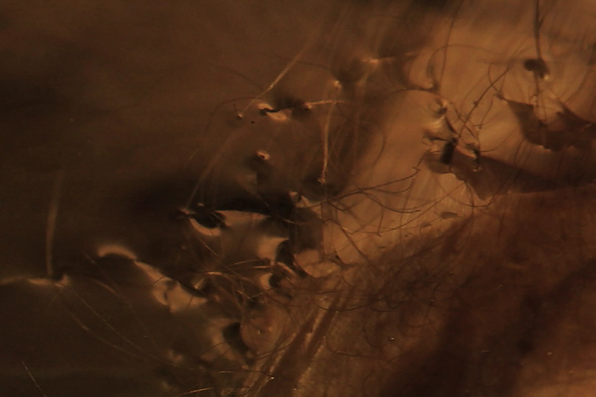 Grimanesa Amoros WHAT A PIECE OF WORK