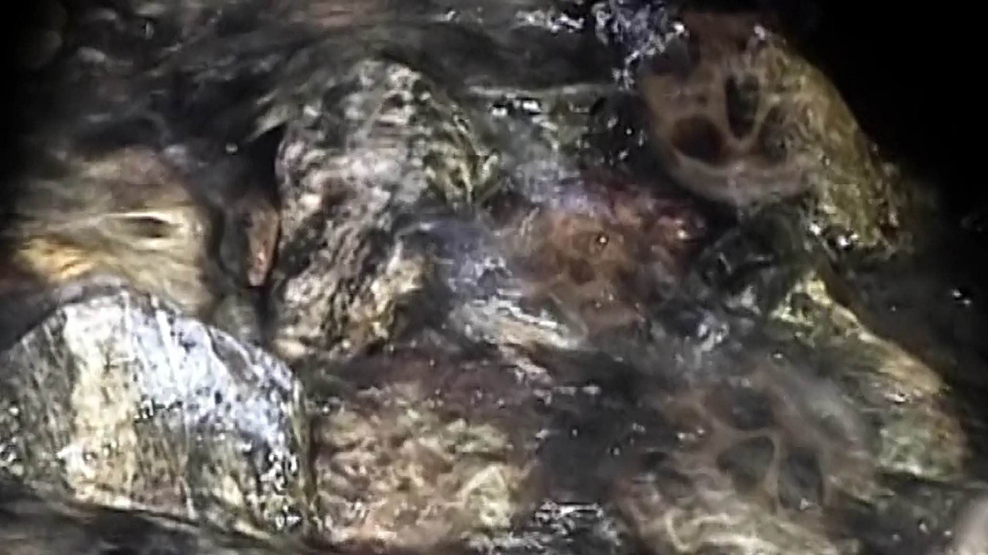 Grimanesa Amoros REFLECTION