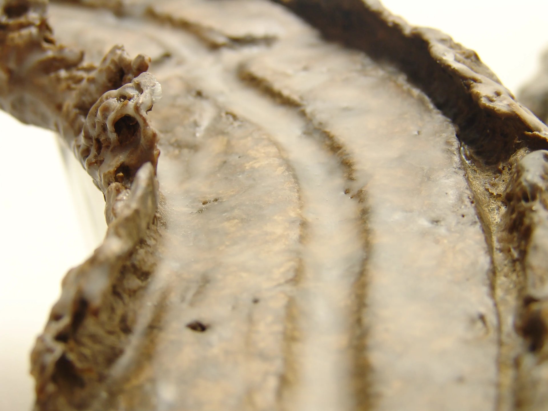 Grimanesa Amoros HUMAN SURVIVAL