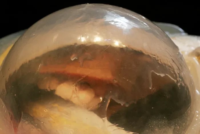 Grimanesa Amoros GOLDEN FUEL