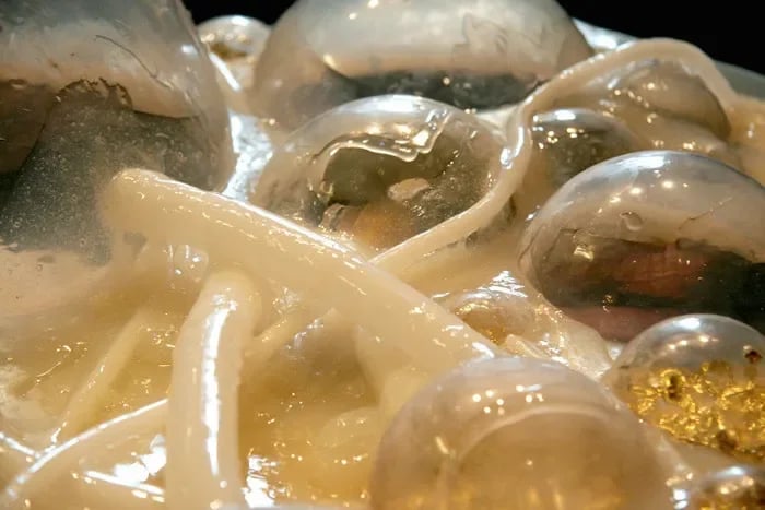 Grimanesa Amoros GOLDEN FUEL