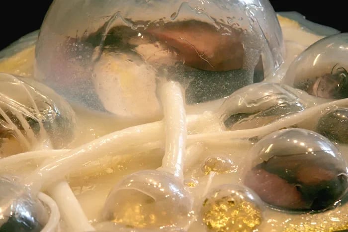 Grimanesa Amoros GOLDEN FUEL