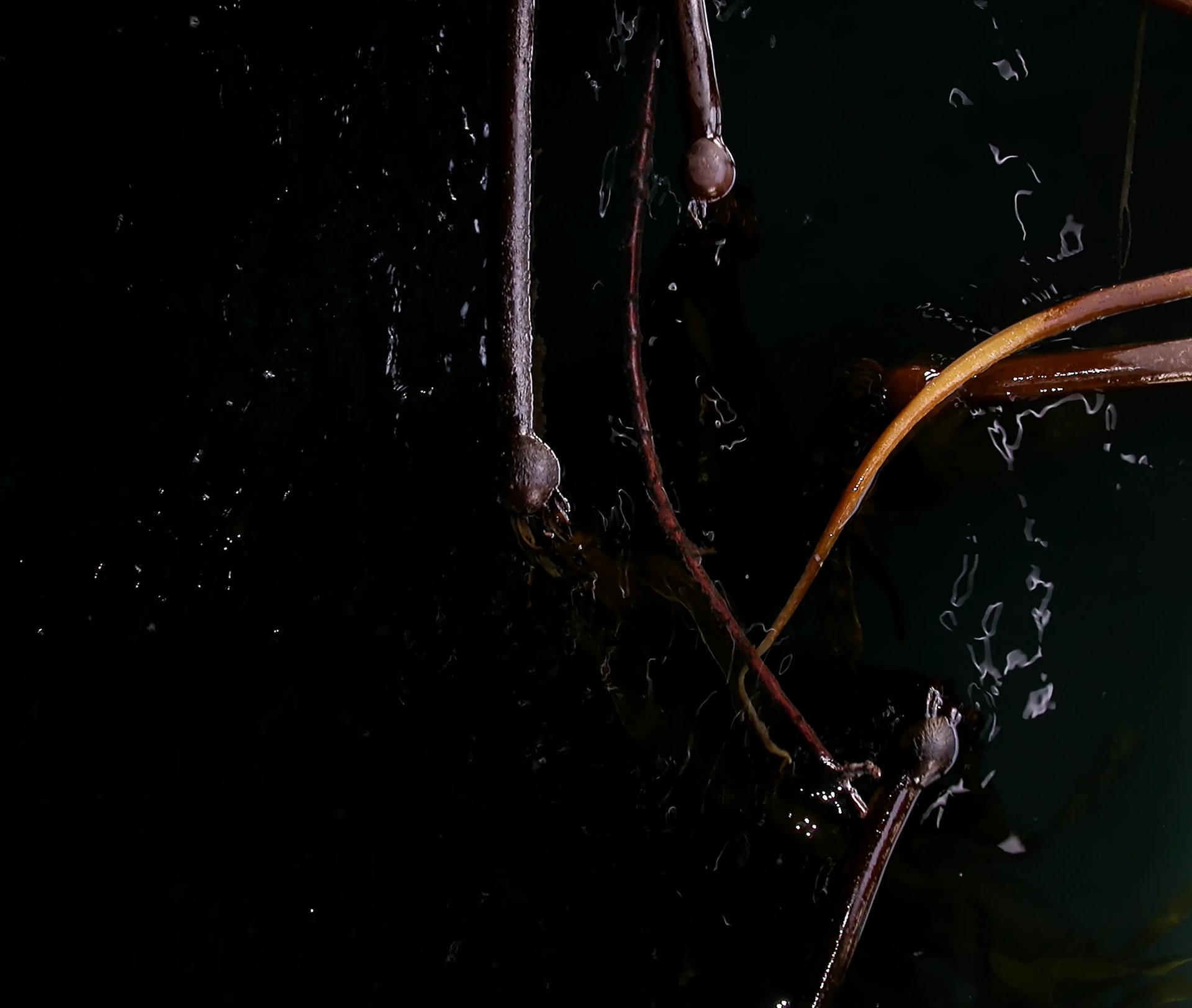 Grimanesa Amoros ROOTLESS ALGAS