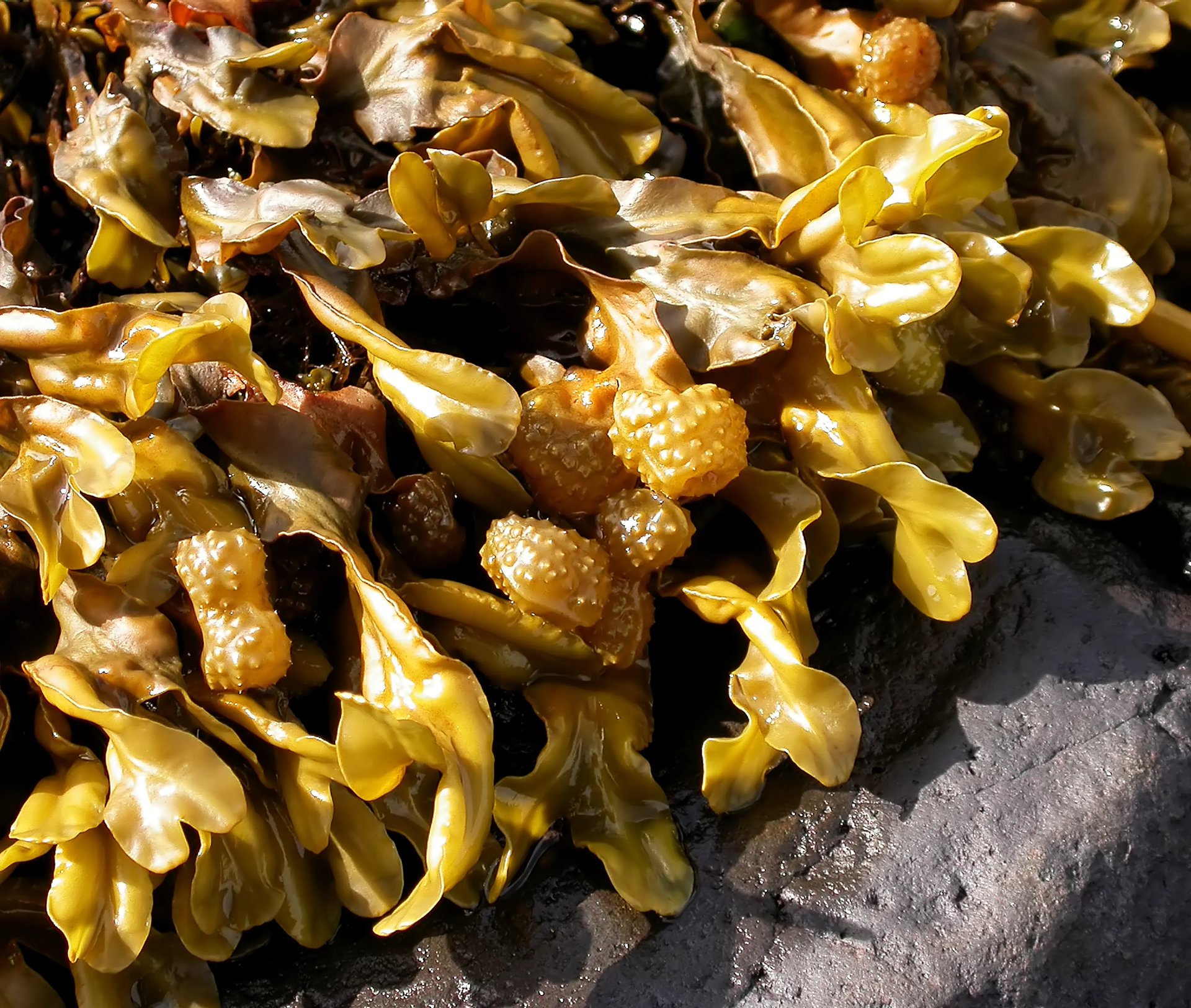 Grimanesa Amoros ROOTLESS ALGAS