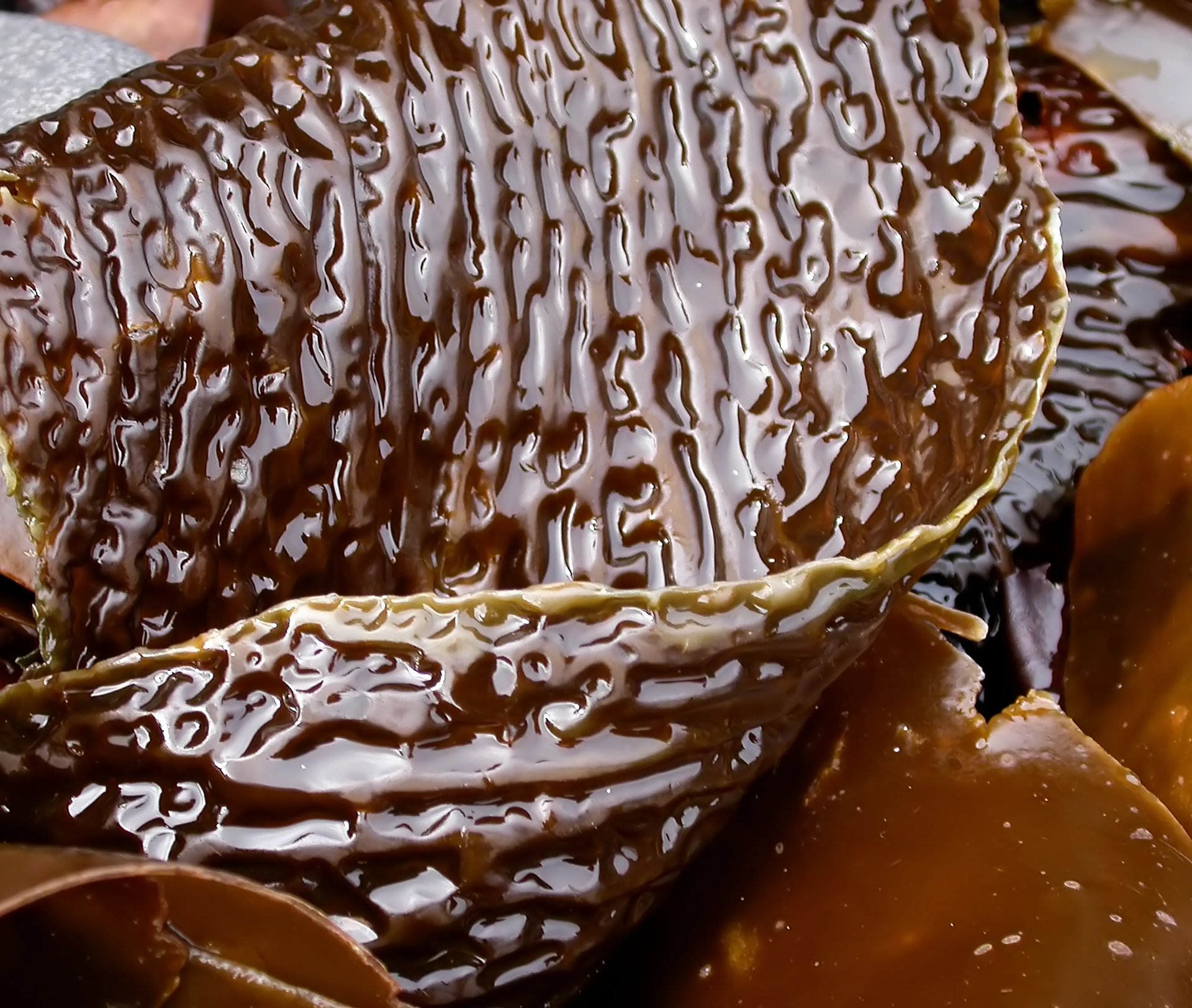 Grimanesa Amoros ROOTLESS ALGAS