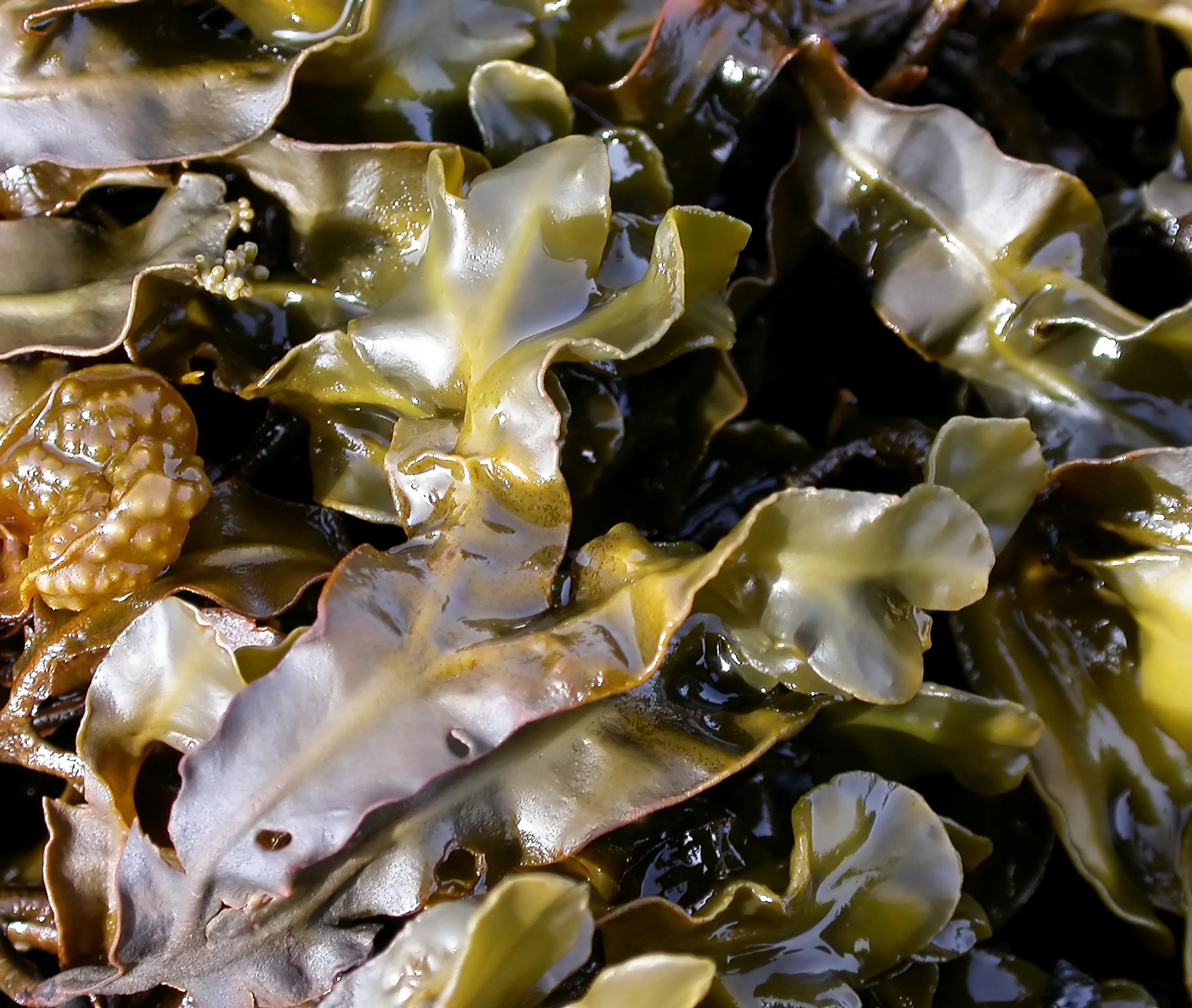 Grimanesa Amoros ROOTLESS ALGAS