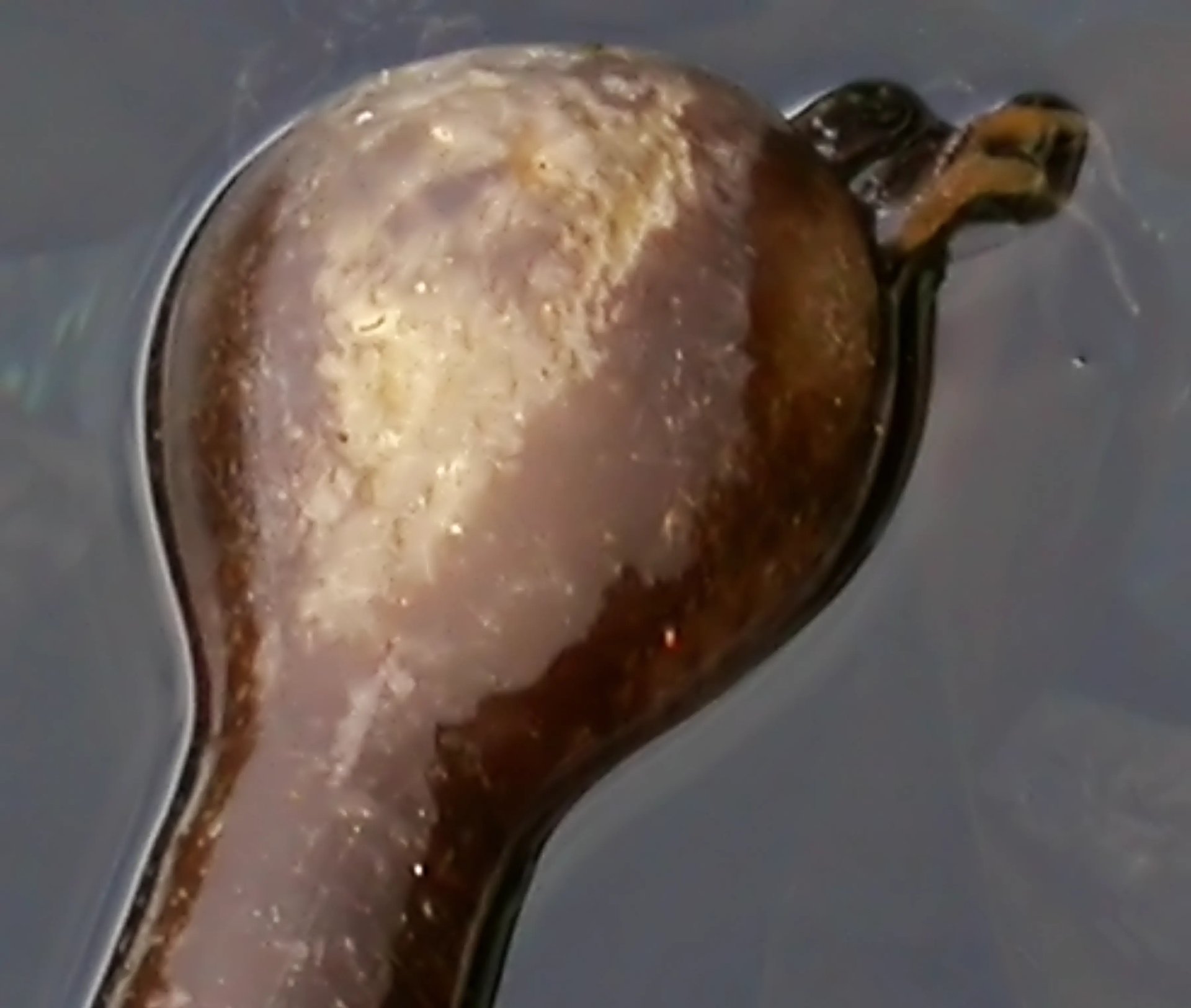 Grimanesa Amoros ROOTLESS ALGAS