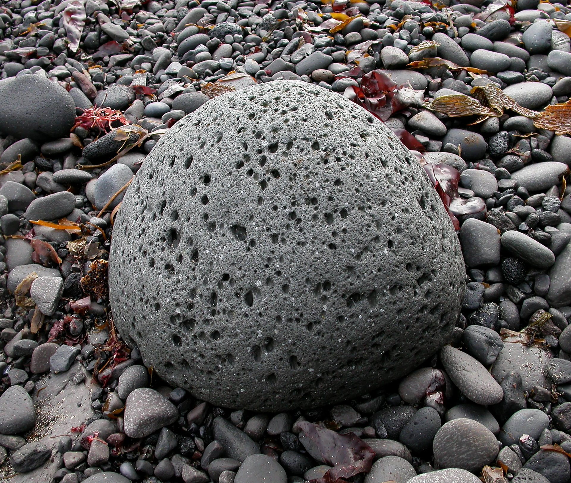 Grimanesa Amoros ROOTLESS ALGAS