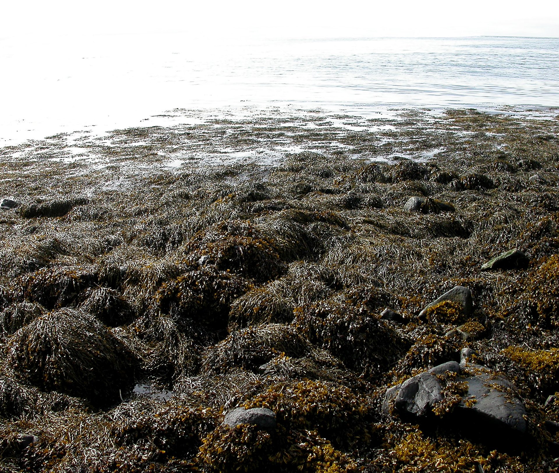 Grimanesa Amoros ROOTLESS ALGAS