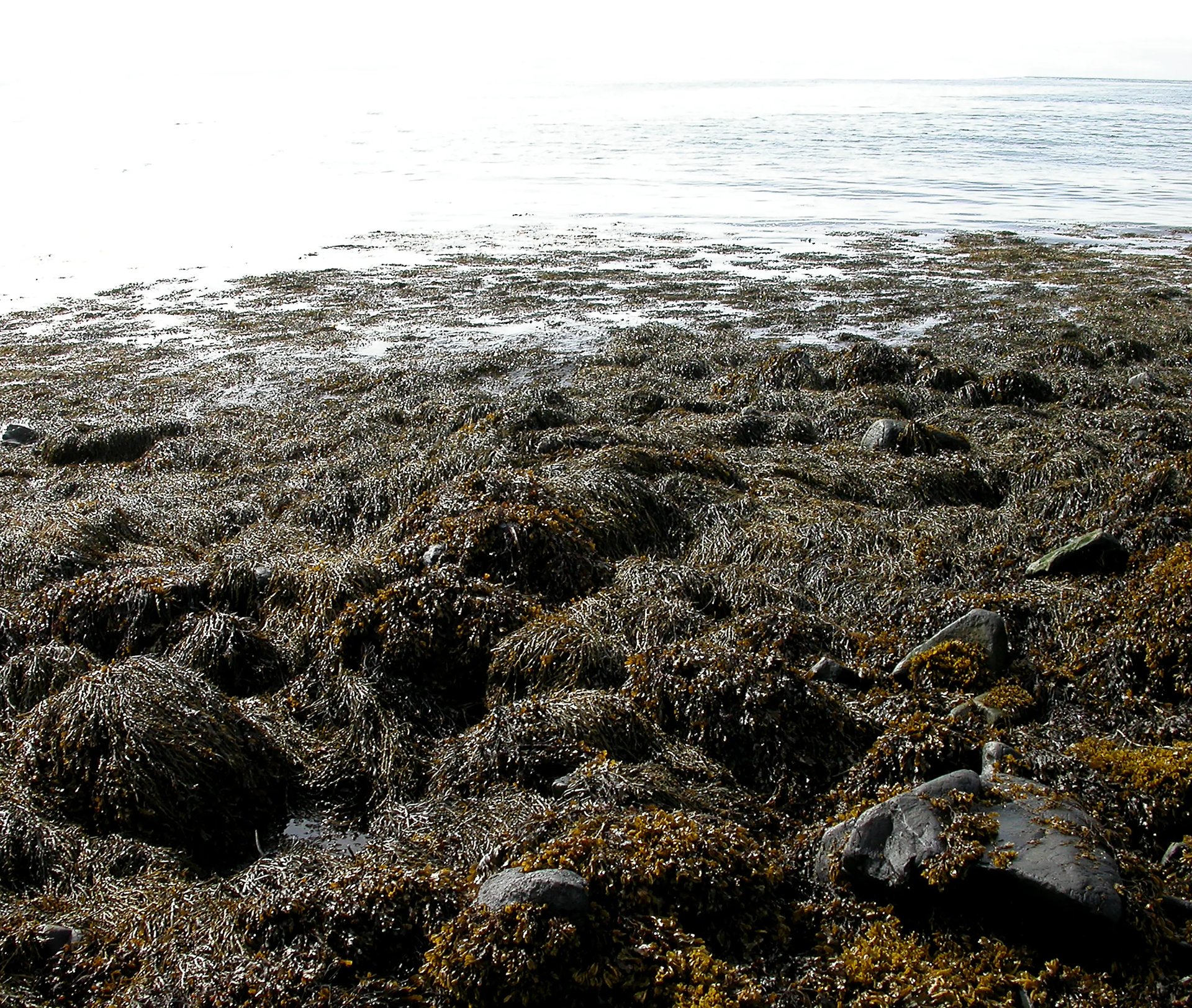 Grimanesa Amoros ROOTLESS ALGAS