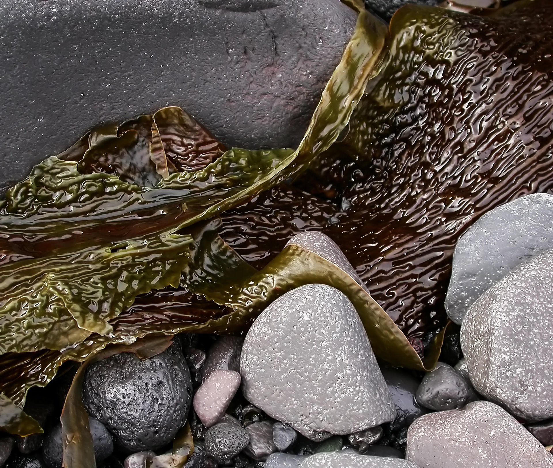 Grimanesa Amoros ROOTLESS ALGAS