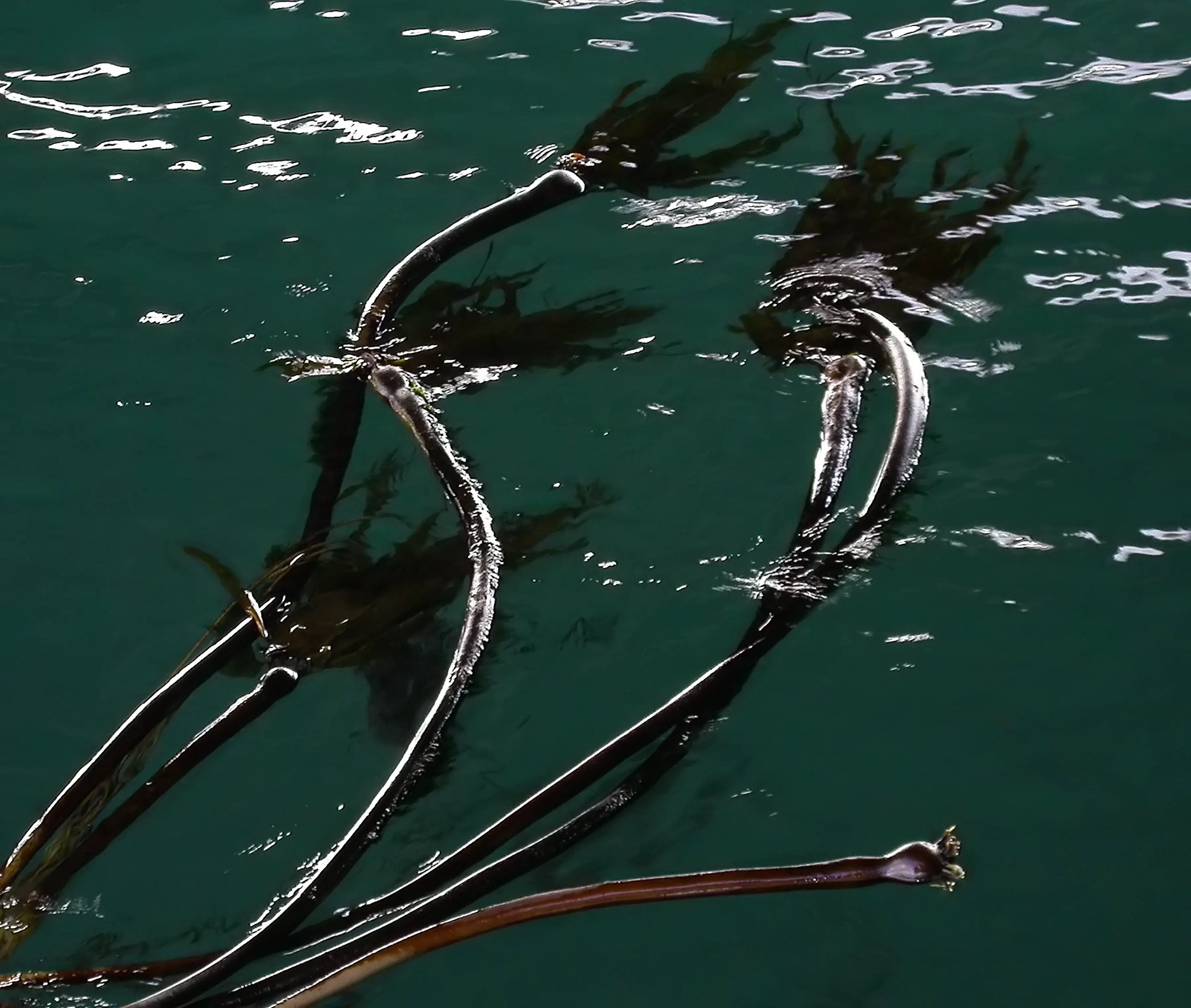 Grimanesa Amoros ROOTLESS ALGAS