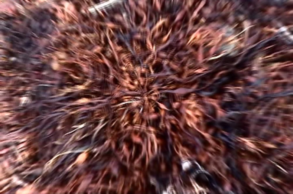 Grimanesa Amoros video thumbnail for ROOTLESS ALGAS