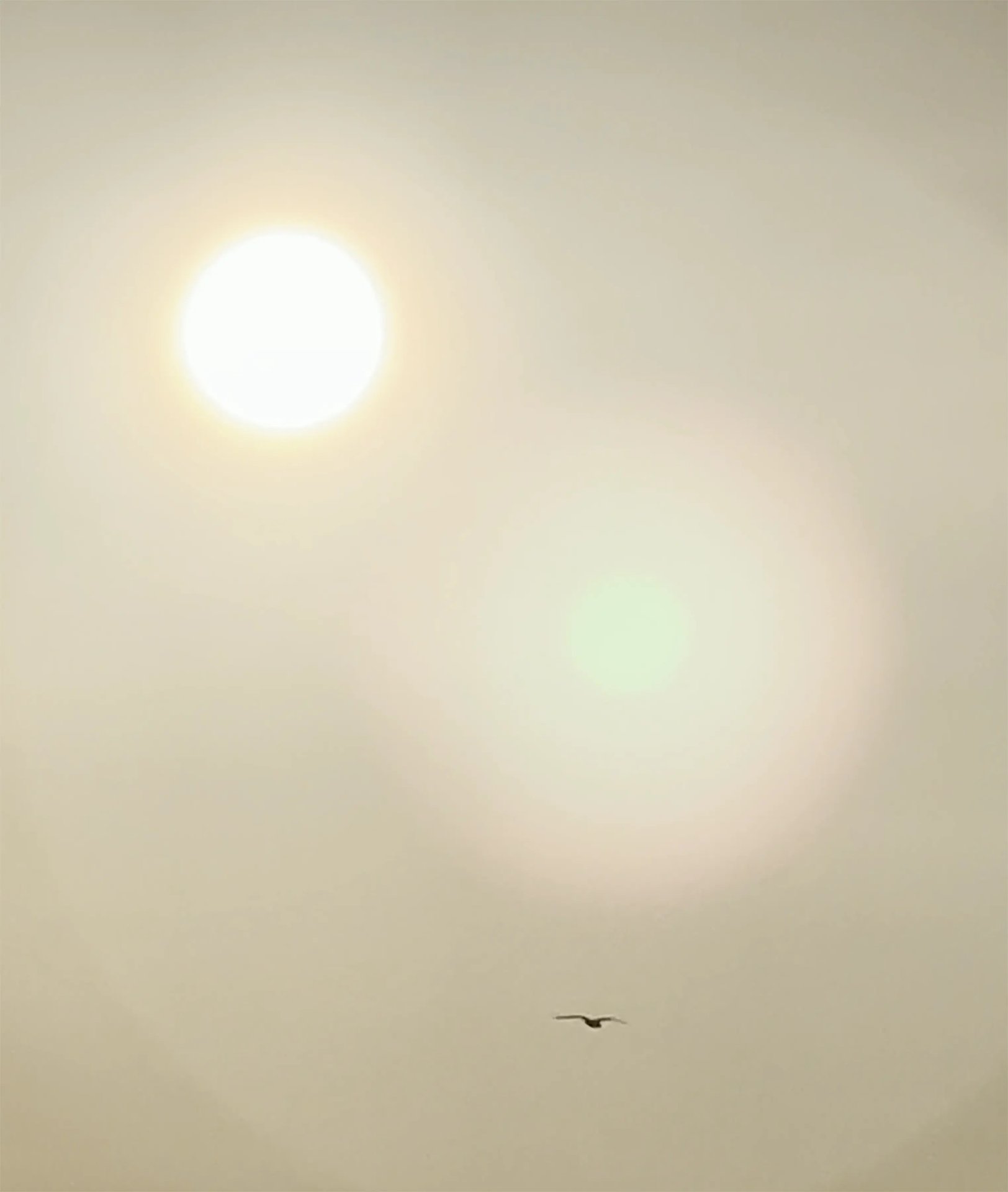 Grimanesa Amoros SCIENTIA