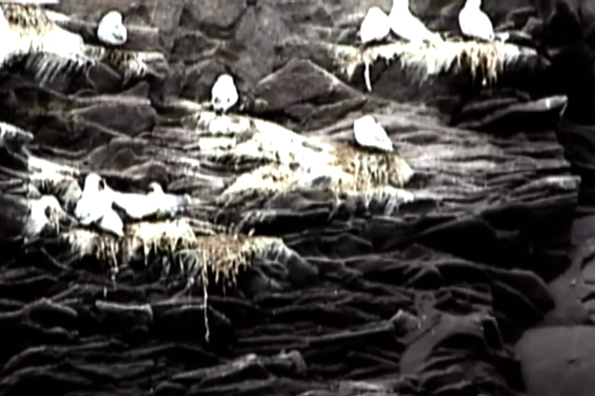 Grimanesa Amoros SUSANA BACA