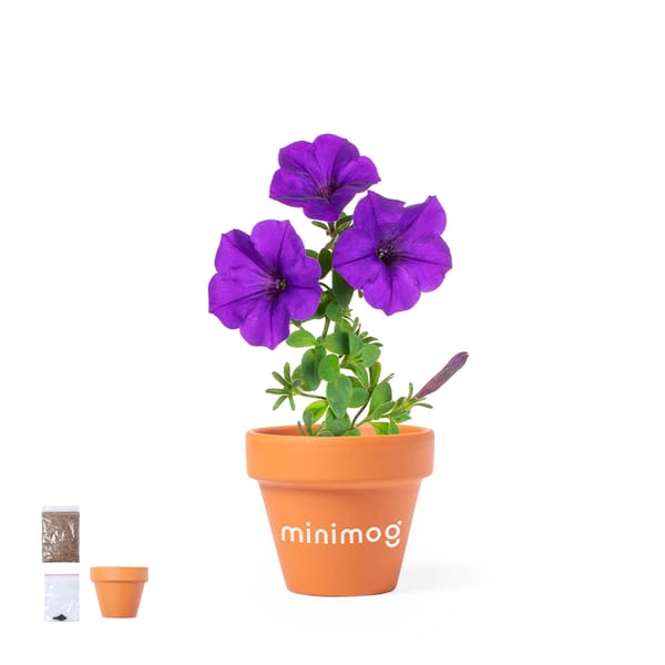 Bloempot met petunia zaden Soltax