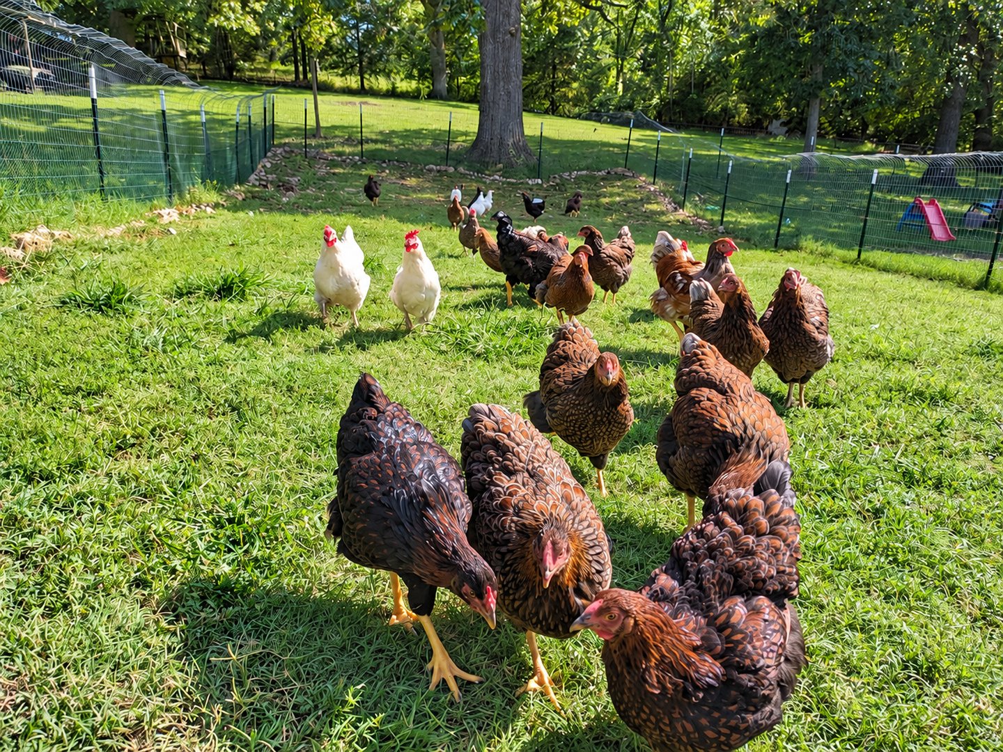Chickens beside a tree and a curved fence