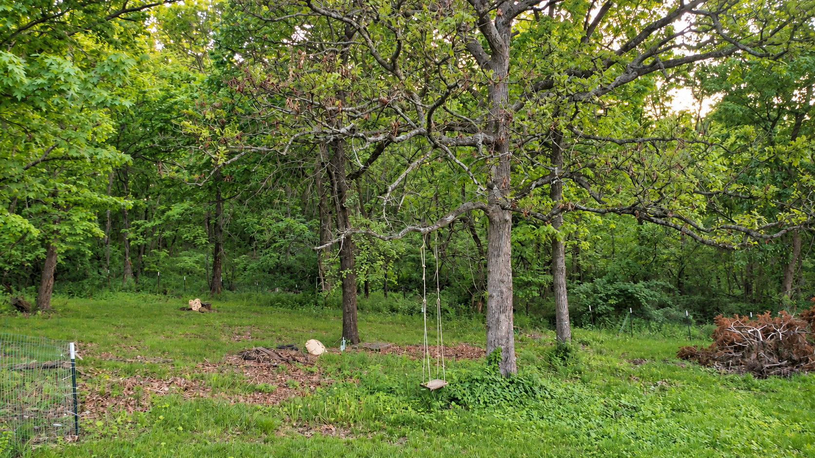 Trees and a swing in a woodland yard