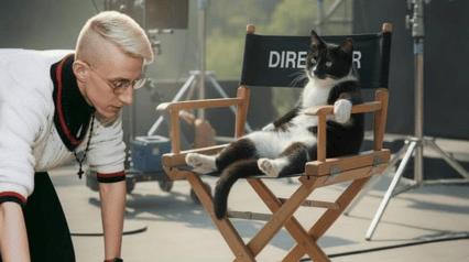 Кто лучше, режиссер или кошка из приюта?