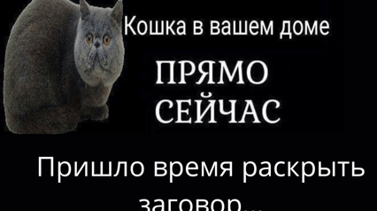 Заговор кошек