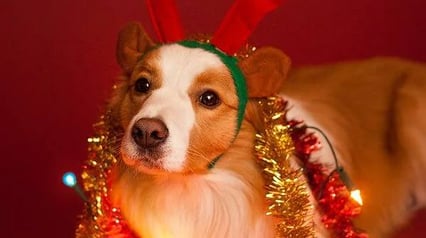 New Year's celebration at the film club