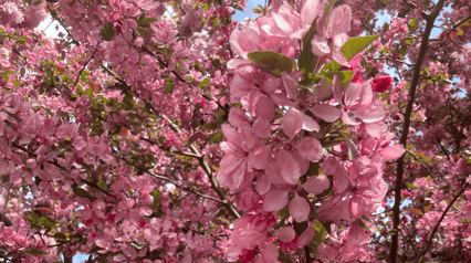 Prolećni vašar Purrmačka