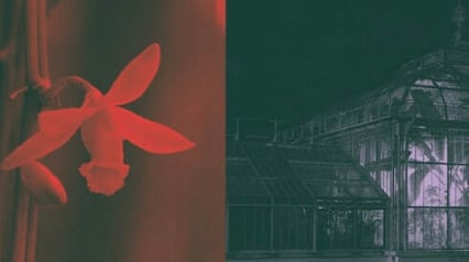 Romantic tour in Jevremovac Botanical Garden