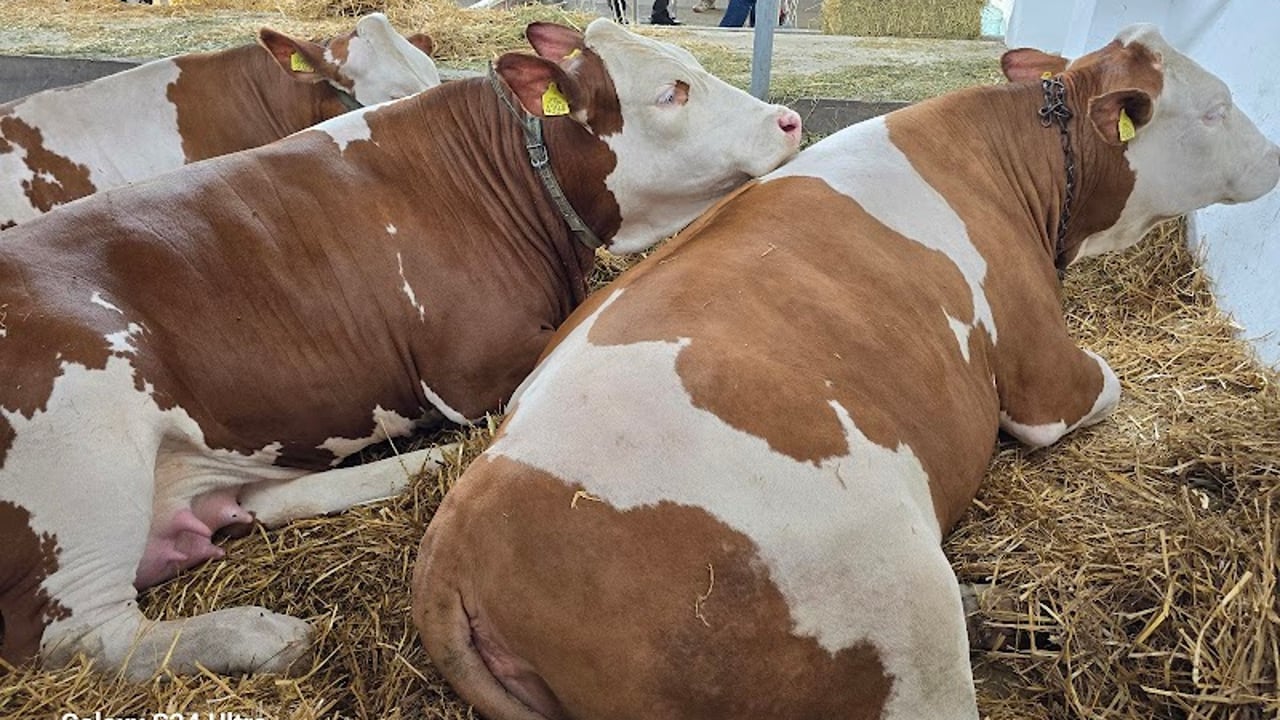 Novosadski sajam - Kongresni Centar "Master"