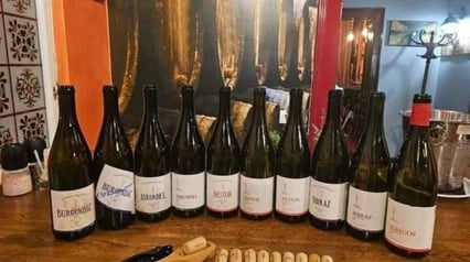 Tasting at the Belgrade winery Bela Kula